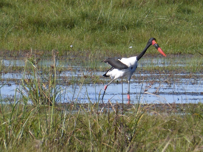 uccello buffo botswana